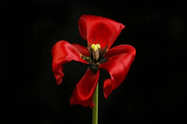 Wilting Flor Tulipa Vermelha Isolada Contra Preto — Fotografia de Stock