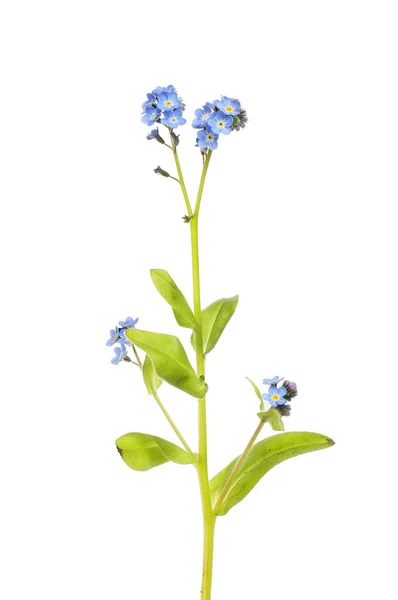 木製忘れられない いいえ Myosotis Sylvatica 白に対して隔離された野生の花 — ストック写真