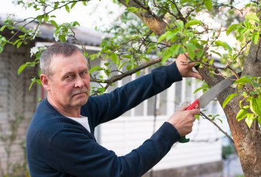 Orta yaşlı Avrupalı bıyıklı adamın portresi güneşli bahar gününde arka bahçede testereyle ağaç dalını kesti