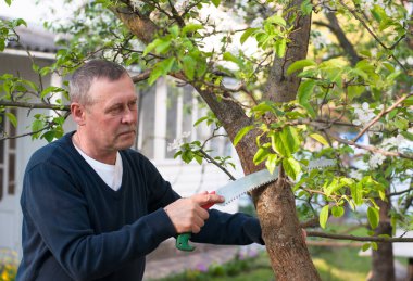 Orta yaşlı Avrupalı bıyıklı adamın portresi güneşli bahar gününde arka bahçede testereyle ağaç dalını kesti