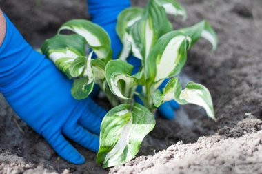 Elleri eldivenli, büyük yapraklı bitkiler ekiyor.