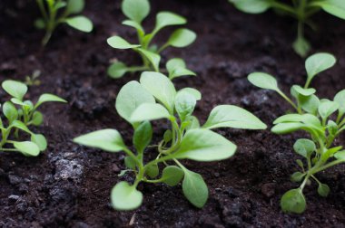 Açık toprakta filizlenen küçük petunya