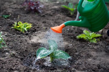 Bitkiler sulama kabından sulanır, büyük yaprak bitkisinden.