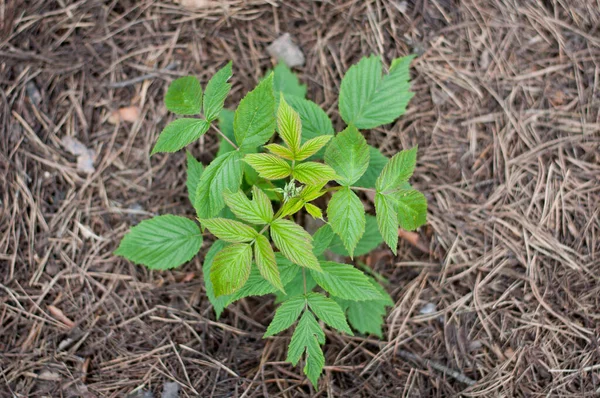 Menutup Bibit Raspberry Pada Pinus Kering — Stok Foto