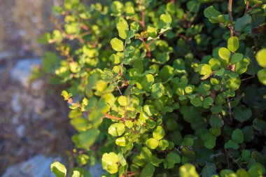Keçiboynuzu ağacı yaprakları. Akdeniz 'de Ceratonia silikası yaprakları - Türkiye.
