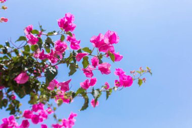 Türkiye 'nin Bodrum kentinde güzel kırmızı veya pembe Bougainvillea çiçekleri, bitkiler ve bahçe. Bodrum 'da yaz mevsiminde Türkiye veya Yunanistan' da güzel bir bahçe manzarası.