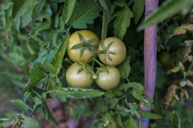 Taze olgun doğal, organik ve lezzetli kırmızı domatesler bahçedeki ya da seradaki bir domates ağacında asılı. Domates tarlalarındaki organik gmo yeşil veya kırmızı domatesler.