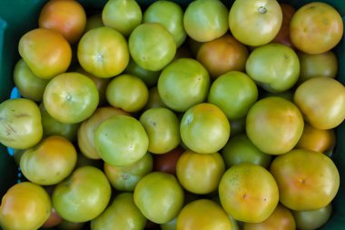 Taze olgun doğal, organik ve lezzetli kırmızı domatesler bahçedeki ya da seradaki bir domates ağacında asılı. Domates tarlalarındaki organik gmo yeşil veya kırmızı domatesler.