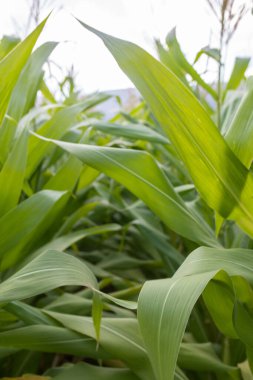 Çiçekli mısır tarlası Vinç ve çizgi