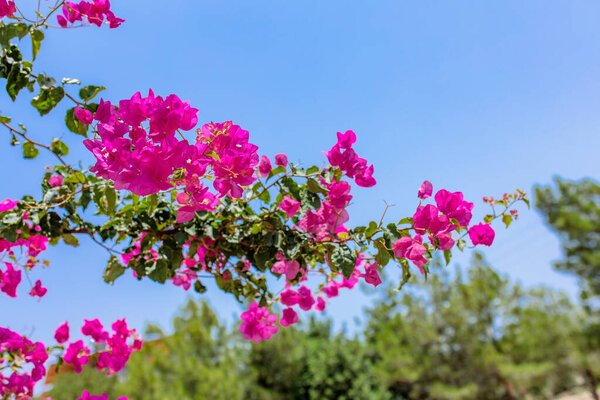 Beautiful red or pink Bougainvillea flowers, plants and garden in Bodrum city of Turkey. View of beautiful garden at summer season in Bodrum town Turkey or Greece.