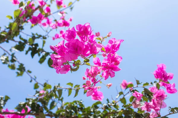Hermosas Flores Bougainvillea Rojas Rosadas Plantas Jardín Ciudad Bodrum Turquía — Foto de Stock