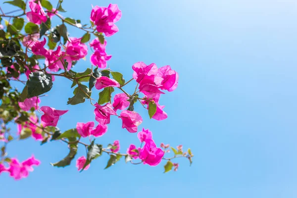 Hermosas Flores Bougainvillea Rojas Rosadas Plantas Jardín Ciudad Bodrum Turquía —  Fotos de Stock