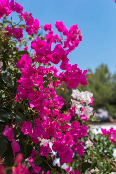 Hermosas Flores Bougainvillea Rojas Rosadas Plantas Jardín Ciudad Bodrum Turquía — Foto de Stock