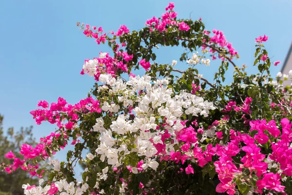 土耳其Bodrum市美丽的红色或粉红色的芙蓉花 植物和花园 Bodrum Town Turkey Greece夏季美丽花园的景观 — 图库照片