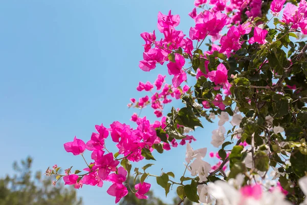 土耳其Bodrum市美丽的红色或粉红色的芙蓉花 植物和花园 Bodrum Town Turkey Greece夏季美丽花园的景观 — 图库照片