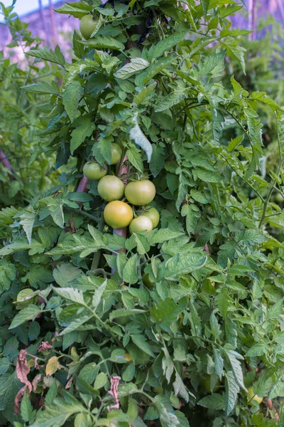 Fresh Ripe Natural Organic Delicious Red Tomatoes Hanging Vine Tomato — Stock Photo, Image