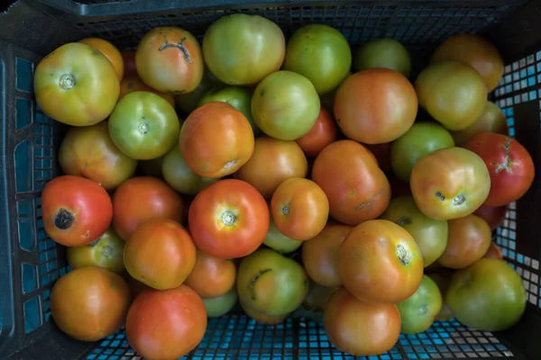 Fresh Ripe Natural Organic Delicious Red Tomatoes Hanging Vine Tomato — Stock Photo, Image