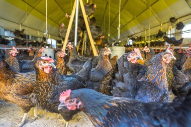 Tavuk çiftliğinde otlayan yumurtalı tavuklar. Bu Brahma yumurtası tavukları köyün dışında otluyor.