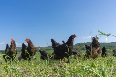 Tavuk çiftliğinde otlayan yumurtalı tavuklar. Bu Brahma yumurtası tavukları köyün dışında otluyor.