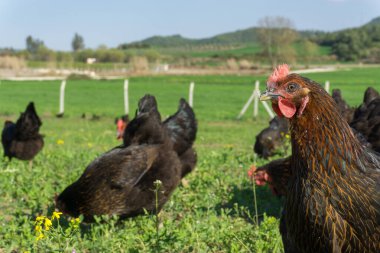 Tavuk çiftliğinde otlayan yumurtalı tavuklar. Bu Brahma yumurtası tavukları köyün dışında otluyor.