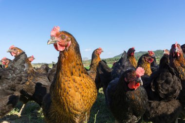 Tavuk çiftliğinde otlayan yumurtalı tavuklar. Bu Brahma yumurtası tavukları köyün dışında otluyor.