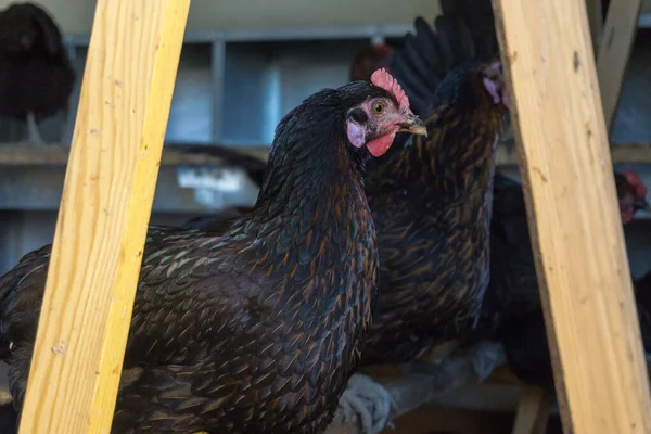 Free range Egg Chickens grazing at chicken farm. This is brahma egg chickens grazing outside village farmland