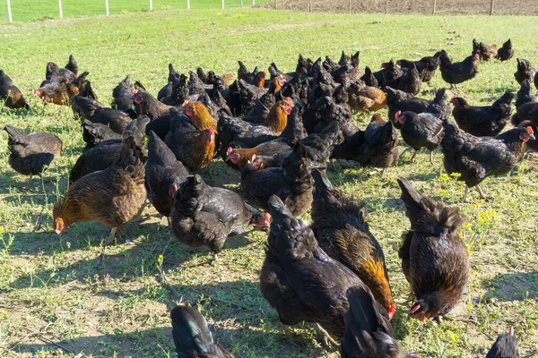 Free range Egg Chickens grazing at chicken farm. This is brahma egg chickens grazing outside village farmland