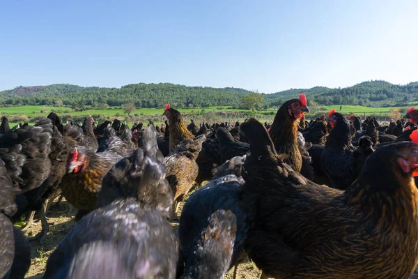 Free range Egg Chickens grazing at chicken farm. This is brahma egg chickens grazing outside village farmland