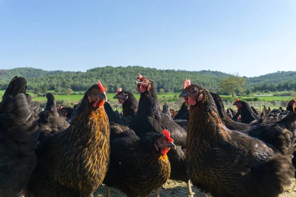 Free range Egg Chickens grazing at chicken farm. This is brahma egg chickens grazing outside village farmland