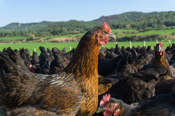 Free range Egg Chickens grazing at chicken farm. This is brahma egg chickens grazing outside village farmland