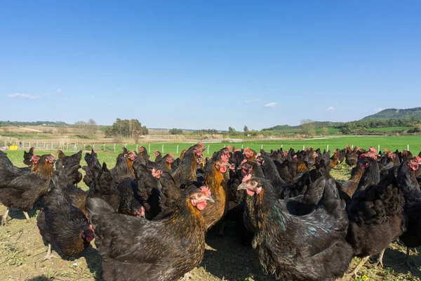 Free range Egg Chickens grazing at chicken farm. This is brahma egg chickens grazing outside village farmland