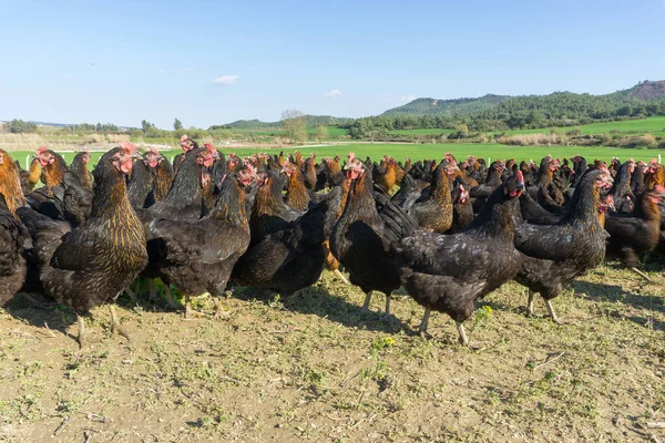 Free range Egg Chickens grazing at chicken farm. This is brahma egg chickens grazing outside village farmland