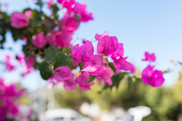 Krásné Červené Nebo Růžové Květy Bougainvillea Rostliny Zahrada Bodrum Město — Stock fotografie