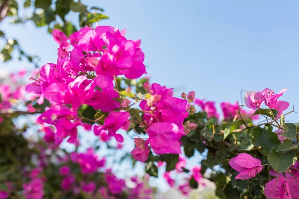 土耳其Bodrum市美丽的红色或粉红色的芙蓉花 植物和花园 Bodrum Town Turkey Greece夏季美丽花园的景观 — 图库照片