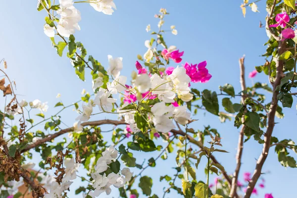 土耳其Bodrum市美丽的红色或粉红色的芙蓉花 植物和花园 Bodrum Town Turkey Greece夏季美丽花园的景观 — 图库照片