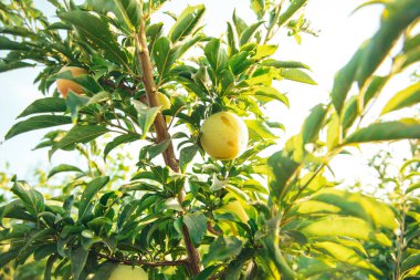Bahçedeki ağaç dalında olgun ve lezzetli erikler