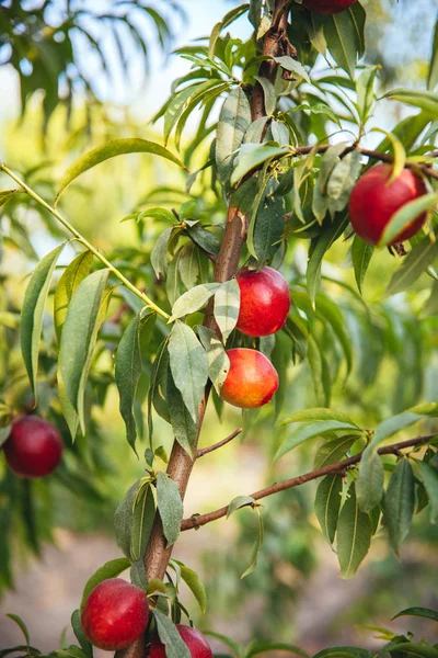 Γλυκά Και Ώριμα Νεκταρίνια Ροδάκινα Στο Δέντρο Νεκταρίνια Στον Κλάδο — Φωτογραφία Αρχείου