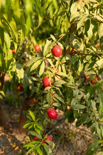 Γλυκά Και Ώριμα Νεκταρίνια Ροδάκινα Στο Δέντρο Νεκταρίνια Στον Κλάδο — Φωτογραφία Αρχείου