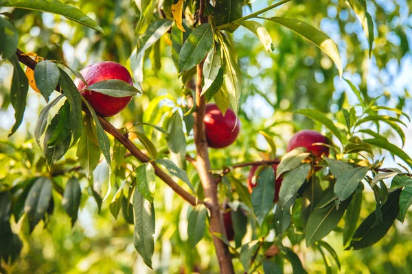 Γλυκά Και Ώριμα Νεκταρίνια Ροδάκινα Στο Δέντρο Νεκταρίνια Στον Κλάδο — Φωτογραφία Αρχείου