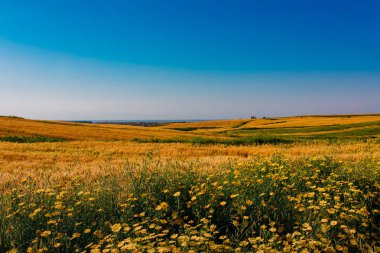 Sarı papatya çiçekleri ve çayır tarlalarında buğday tarlaları. Doğadaki çayır çiçekleri. Güzel manzara manzarası yeşil tarlalar, çimen ağaçları ve ılık mavi gökyüzü. Organik köy çiftliği