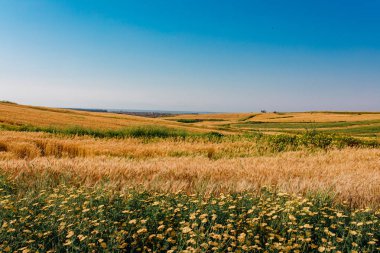 Sarı papatya çiçekleri ve çayır tarlalarında buğday tarlaları. Doğadaki çayır çiçekleri. Güzel manzara manzarası yeşil tarlalar, çimen ağaçları ve ılık mavi gökyüzü. Organik köy çiftliği