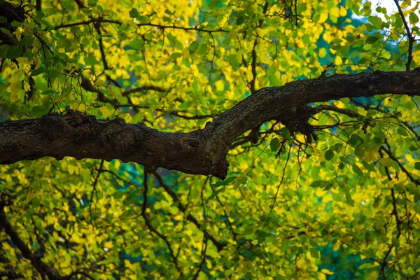 美丽的绿色森林树木背景 绿叶或叶子的闭合自然景观 — 图库照片