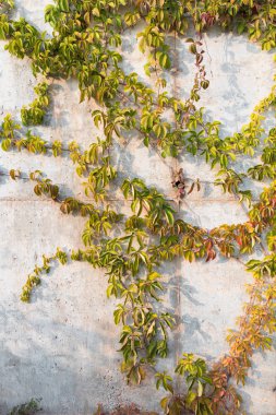 Ivy (Hedera helix) ile kaplı duvar. Sarmaşık dokusu, çit arka planı, arka plan ya da duvar kağıdı. Yeşil duvar. Yeşil bitki dokusu. Yeşil yapraklar arkaplan.