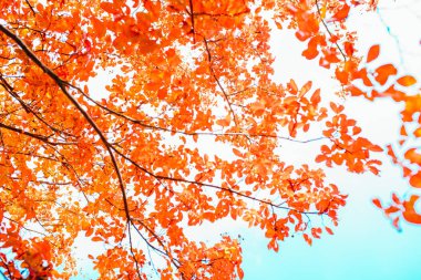 Renkli kırmızı, turuncu sonbahar yaprakları. Sonbahar arkaplan resmi. Kızıl sonbahar ağaç yaprakları.