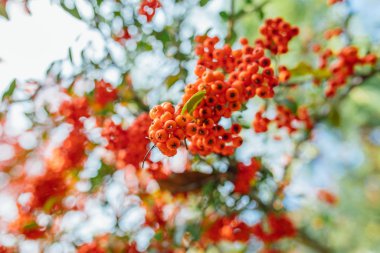 Firethorn (Pyracantha coccinea) böğürtlenleri sonbahar mevsiminde. Sonbahar mevsiminde turuncu, kırmızı veya sarı piracantha üzümleri. 