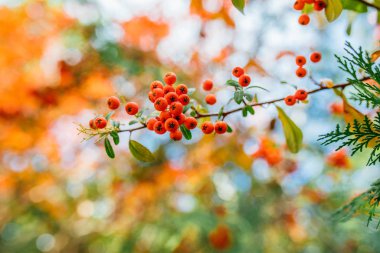 Firethorn (Pyracantha coccinea) böğürtlenleri sonbahar mevsiminde. Sonbahar mevsiminde turuncu, kırmızı veya sarı piracantha üzümleri. 