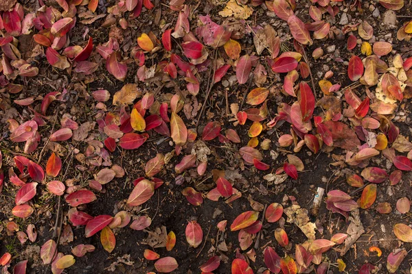 Színes Vörös Narancssárga Őszi Levelek Őszi Háttér Kép Vörös Őszi — Stock Fotó