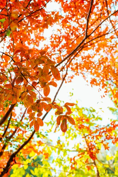 Színes Vörös Narancssárga Őszi Levelek Őszi Háttér Kép Vörös Őszi — Stock Fotó