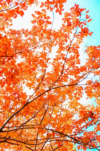 Colorful red, orange autumn leaves. Autumn background image. Red fall season tree leaves.