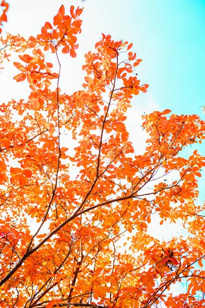 Feuilles Automne Rouges Orange Colorées Image Fond Automne Feuilles Arbre — Photo